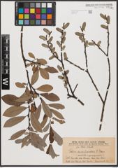 Foto von Salix aurita L. x Salix purpurea L.